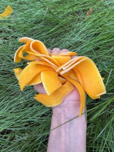 couv dominique truco butternut img 6513