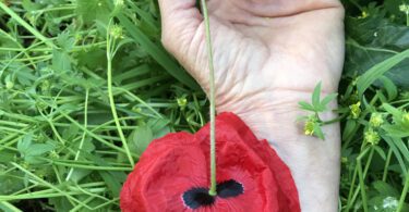 couv dominique truco coquelicot main 2025