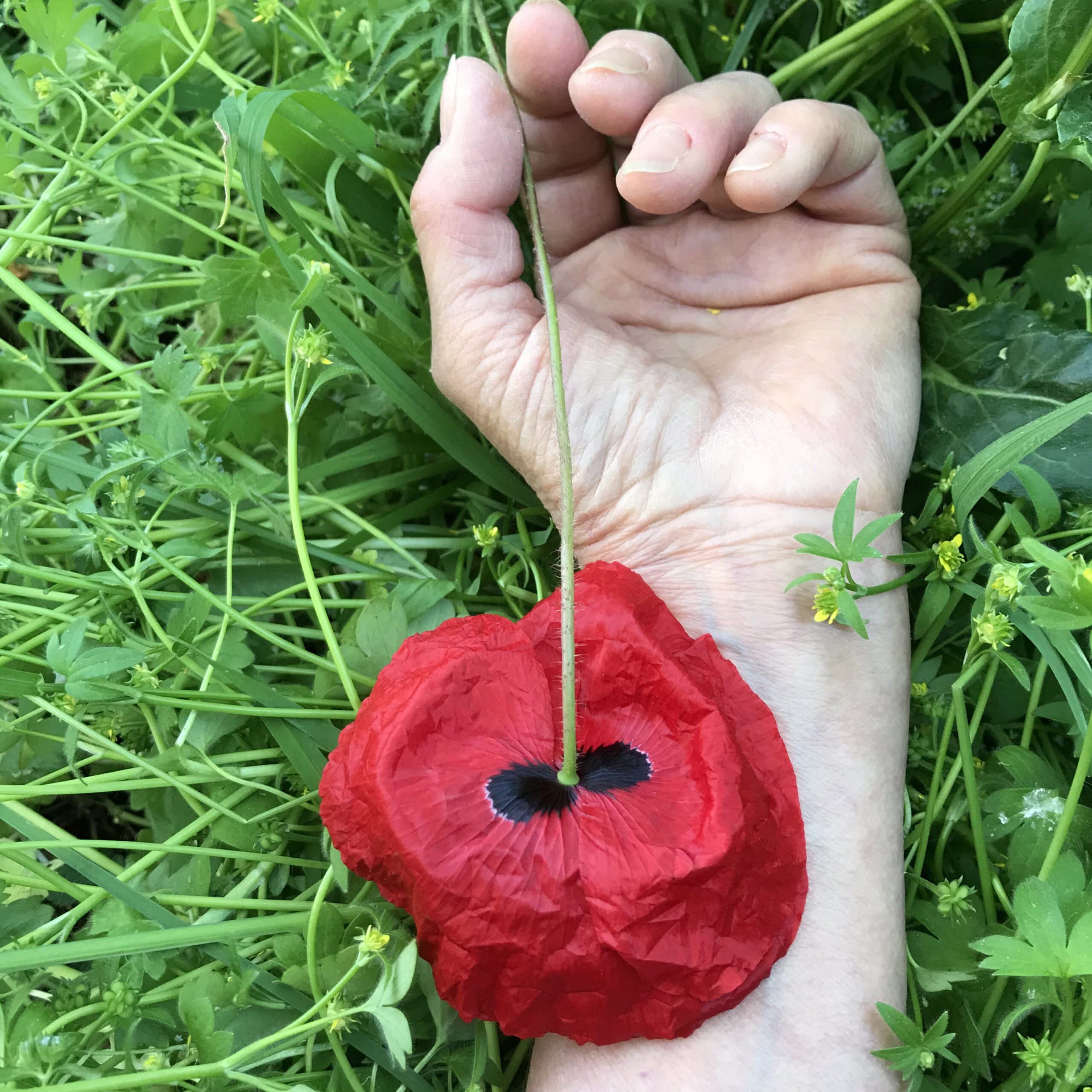 couv dominique truco coquelicot main 2025