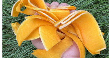 vd 1147 novembre 2025 page001